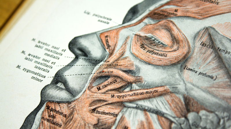 anatomie-gesicht-symbolbild-hochschulmedizin.jpg Anatomie Gesicht Symbolbild Hochschulmedizin