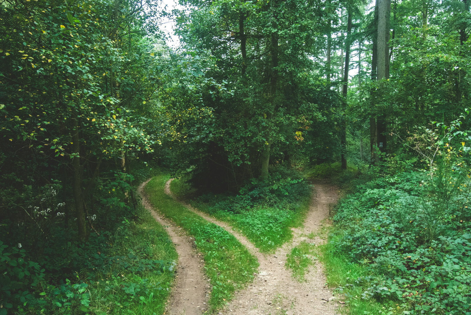 Ein Waldweg, der sich in zwei Pfade teilt, umgeben von grünen dichten Büschen und Bäumen.