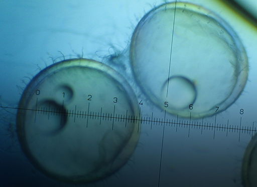 naturwissenschaften.jpg Naturwissenschaften